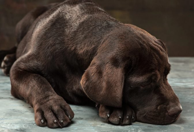 Cão em tratamento para dor crônica