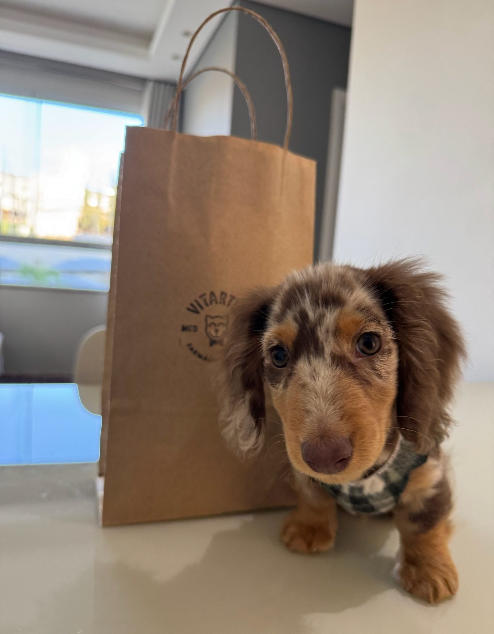 Cachorro ao lado de uma embalagem da Farmácia Vitartis