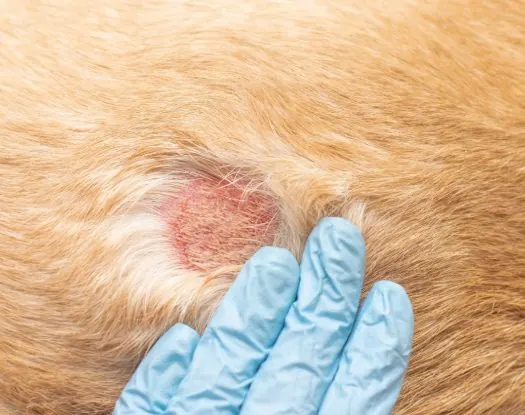 Dermatologia veterinária