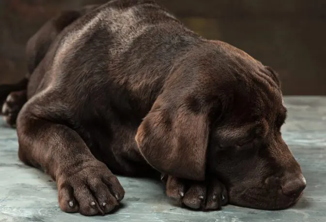 Cão em tratamento para dor crônica