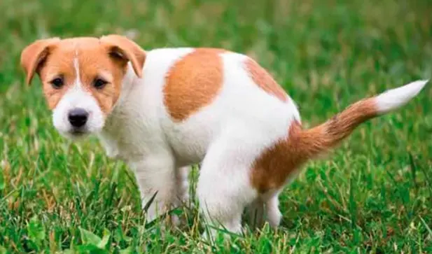 Saúde intestinal de cães